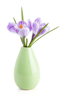 Crocus flowers in vase isolated on white