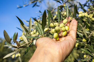 Zeytin Ağacı © Esin Deniz