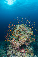 Fototapeta na wymiar coral life diving Sudan Soudan Red Sea safari