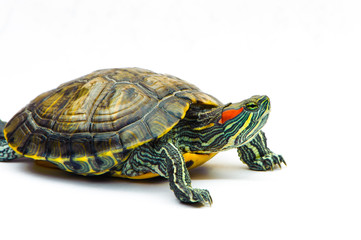 one Pond slider isolated on the white background.closeup.