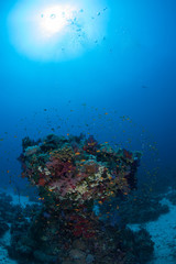 Naklejka na ściany i meble coral life diving Sudan Soudan Red Sea safari