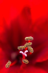 Closeup of a red Amaryllis flower with stamens and a pistil
