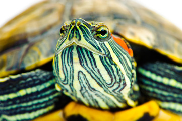one Pond slider isolated on the white background.closeup.