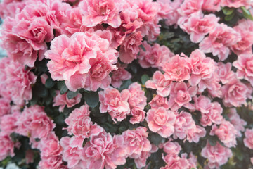 Blossoming azalea  close up