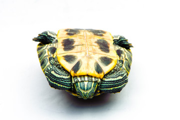 one Pond slider isolated on the white background.closeup.