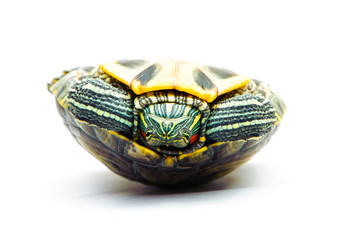 one Pond slider isolated on the white background.closeup.