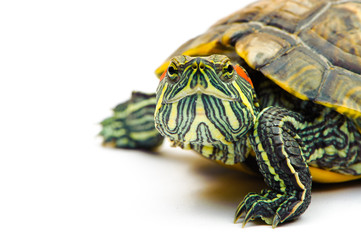 one Pond slider isolated on the white background.closeup.