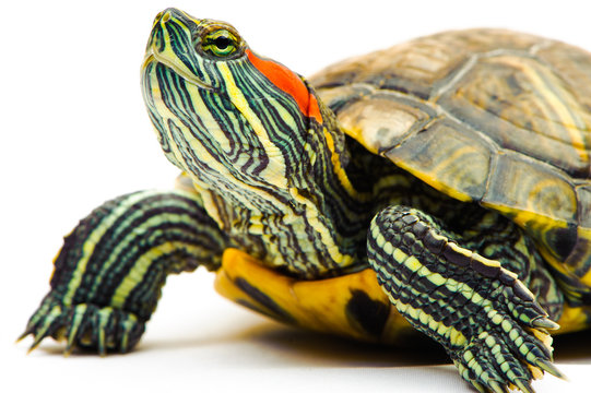 one Pond slider isolated on the white background.closeup.