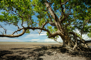 big tree in the sea, sonneratia caseolaris, also known as mangro