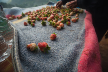Fresh strawberry in field  Angkhang Chiang Mai,Thailand. 