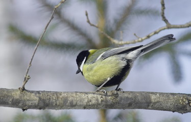 Great tit on a branch. 