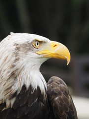 Aguila americana