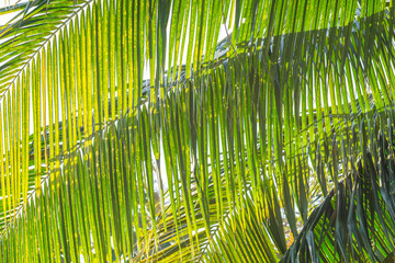 Abstract background of coconut leaf