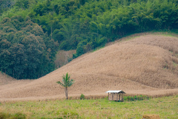 A Single hut stands alone in the field
