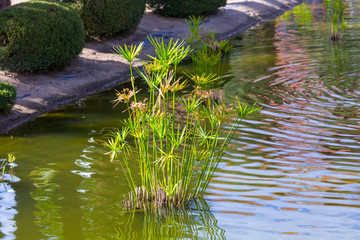 Aquatic plants in a pond