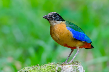 Blue-winged Pitta(Blue-winged Pitta),colorful bird standing on stone