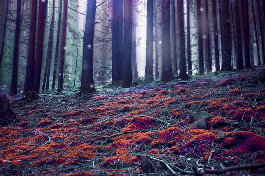 Fototapeta Surreal magic fantasy forest