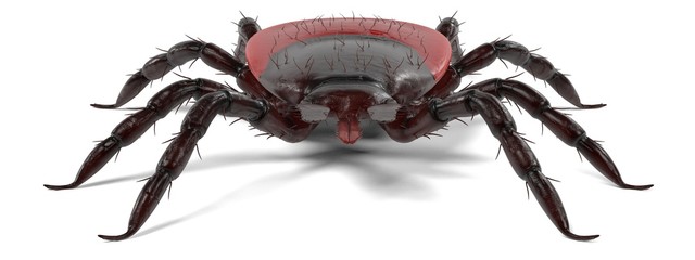 realistic 3d render of tick