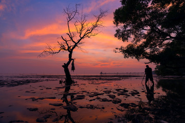 Man photographer taking picture of dead, withered tree, by stand up in mud of mangrove forest while neap tide with camera stand, tripod in sunset or twilight time, yellow and colorful sky