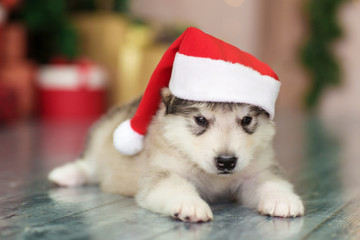 Malamute puppy in santa hat