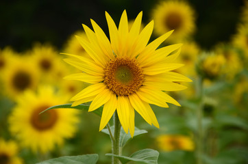 Sunflower.