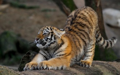 Amur Tiger