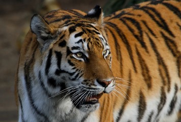 Amur Tiger