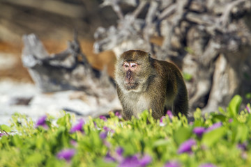 Crab-eating macaque in Koh Adang national park, Thailand