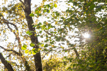 Sunlight and lens flare, tree leaves