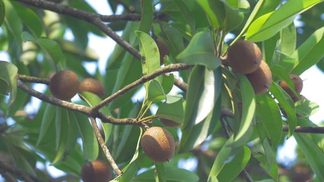 Sapodilla (Sapote or Chikoo) hanging on the tree