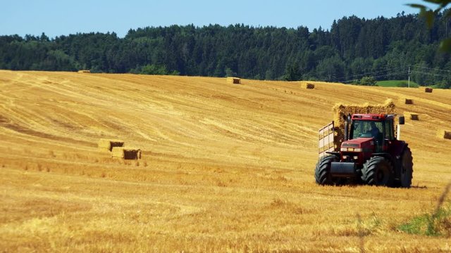 farmers harvest grain from the field (farmer loads haystacks on the tractor) 