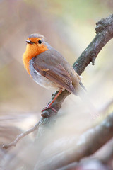 A European Robin (Erithacus rubecula) perched on tree, against a