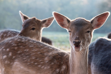 Deer faon rire des expressions faciales