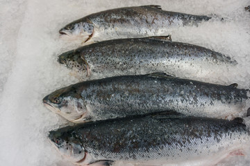 cooled fish, fresh bright trout, sale seafood in ice