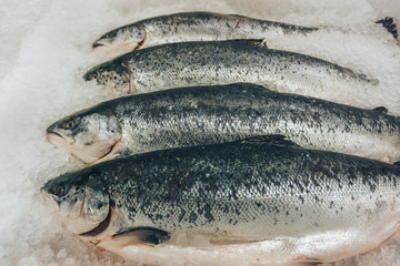 fresh raw frozen trout fish on ice in supermarket