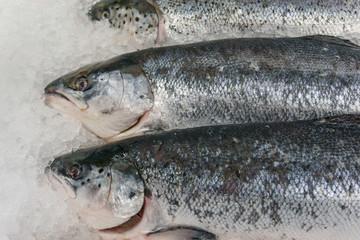 Seafood on ice at the fish market. fresh raw frozen trout
