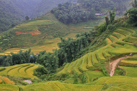 rice terraces and hut on the hill Sapa Vietnam