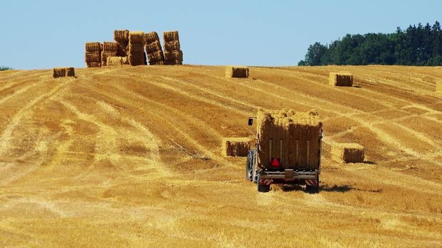 farmers harvest grain from the field (farmer loads haystacks on the tractor) 