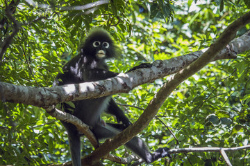 Spectacled Monkey in Tarutao national park, Thailand