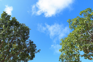 tree with blue sky