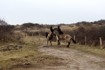Two wild Horse carving out their Territory/Netherlands