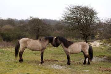 Two wild Horses claiming their Territory/ Netherlands