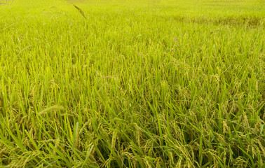 rice field with sun light yellow filter - can use to display or montage on product