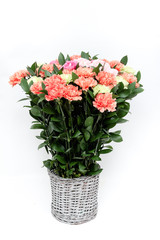 Color carnations flower in a bucket on white background