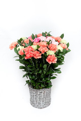 Color carnations flower in a bucket on white background