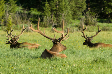 Elk in Rocky Mountains National Park, CO