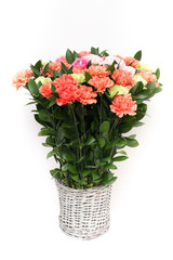 Carnations flower on white background