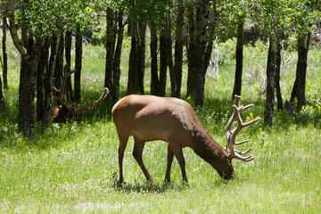 Elk in Rocky Mountain Nat'l Park, CO