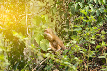 Mother monkey feeding on leaf and holding baby