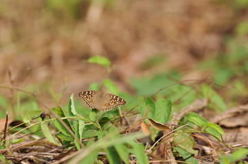 Colorful of butterfly attach on the green grass